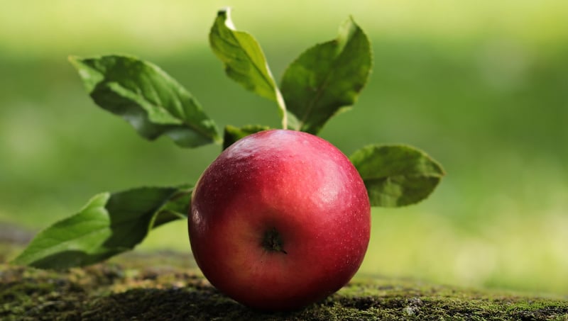 Fall Apples